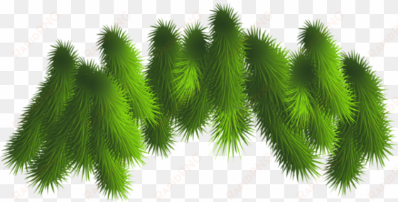 transparent pine branches png clipart - christmas tree branch clip art