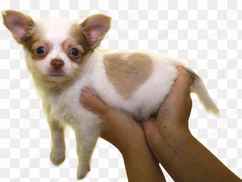 ❤transparent puppy offering for your blog❤ - chihuahua puppy, born with a heart shaped mar mugs