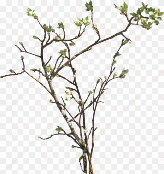 transparent tree branches download - plant branch png