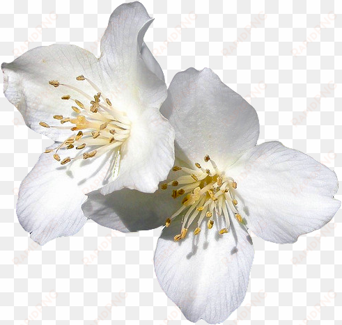 transparent vector freeuse download - jasmine flower transparent background