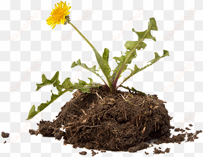 transparent weed garden - garden weed png