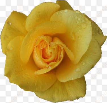 transparent yellow pictures to pin on pinterest - rose