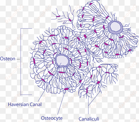 transverse section of bone - haversian system