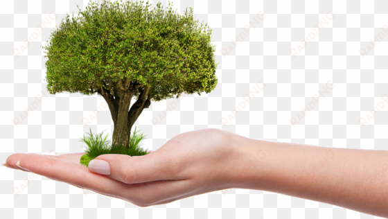 tree-1247796 - plant a tree png