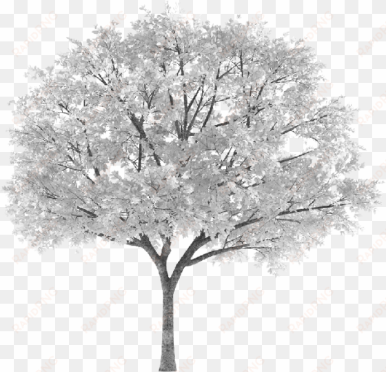 tree arbol snowy nevado white blanco sauce willow frond - Дерево Осень Ветка png