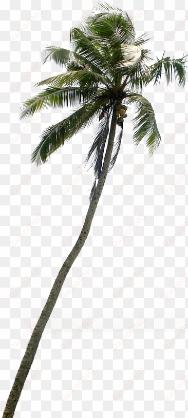 tree clipart downloads pznvtp clipart - coconut tree cut out png