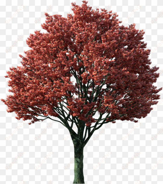 tree clipart flaming autumn maple tree - japanese maple tree png