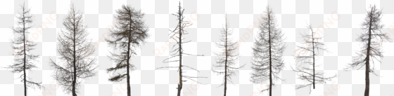 tree collection dead 2k 0 - dead forest tree png