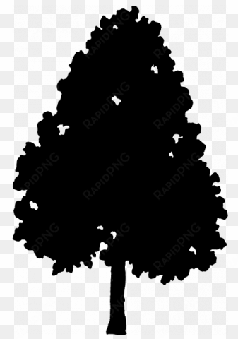 tree height - 50 - 00-80 - 00 feet - silhouette