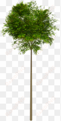 tree high leaves - high trees png