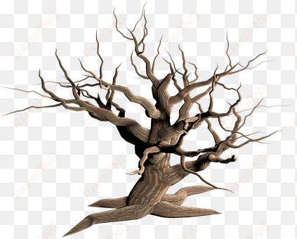 tree isolated dead plant weathered old mor - dry tree png