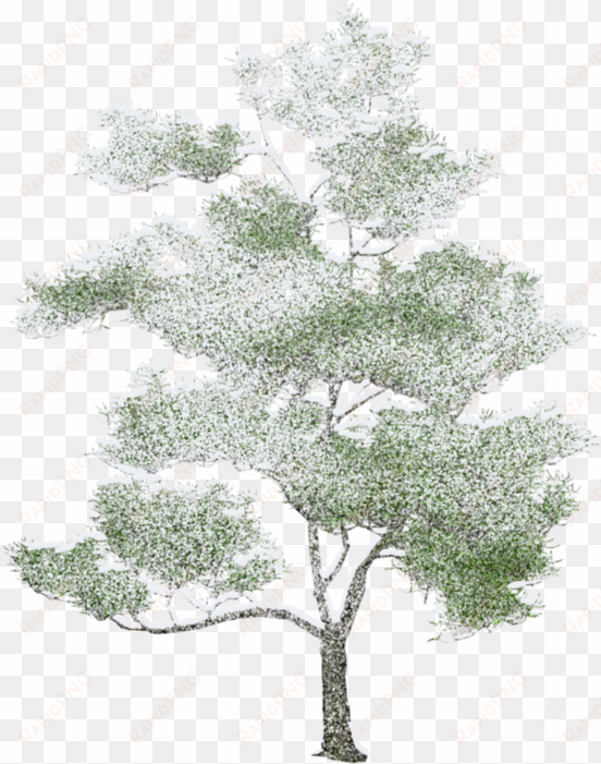 tree photoshop, arbre png, drawing trees, watercolor - axonometric trees png