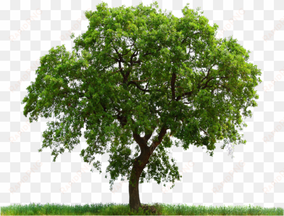 tree plan view png png image - oak tree png