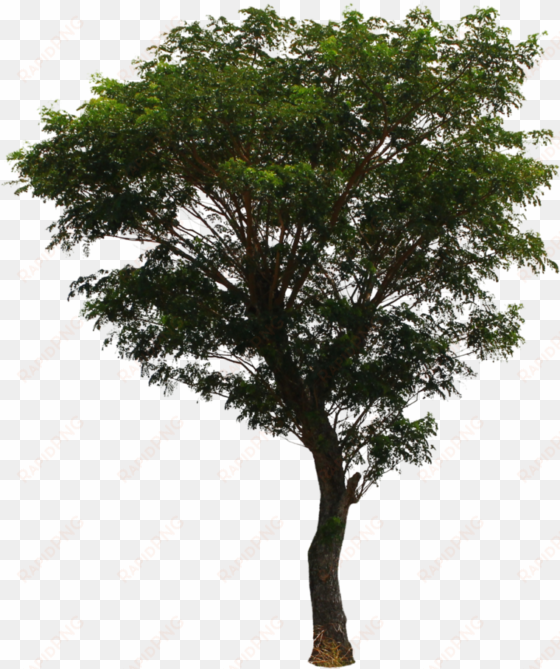 tree png file download free - deviantart tree png