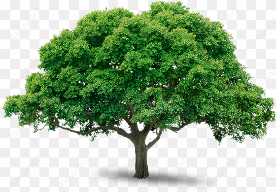 tree png image free download picture tree png - photoshop tree png images free download