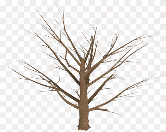 tree, png, isolated, dead plant, weathered, old, morsch - ramas arbol png