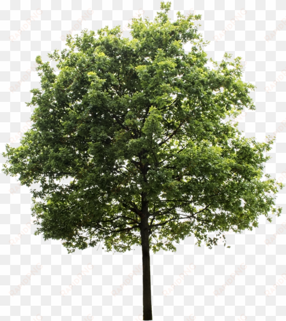 tree render, oak tree, trees to plant, tree photoshop, - transparent background png tree