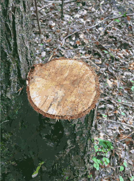 tree stump wood trunk lumber - lumber