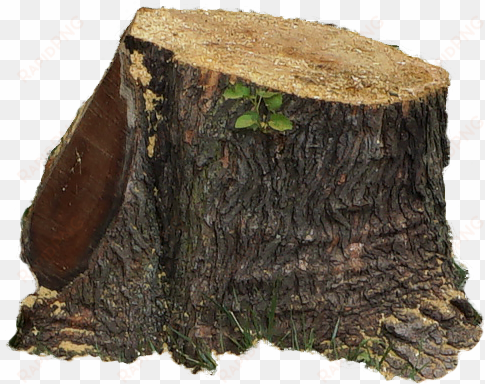 tree - tree stump