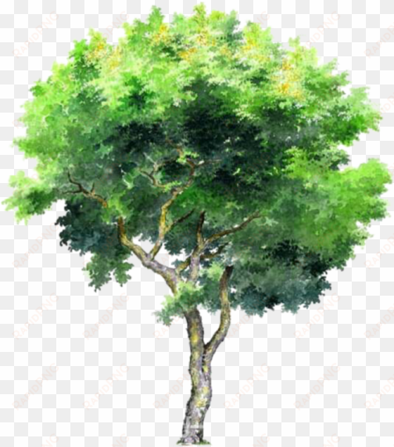 Tree Trees Leafs Greentree Green Ftestickers - Tree Png transparent png image