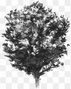 Tree Vector Black And White, Tree Vector Clipart, Tree - Portable Network Graphics transparent png image