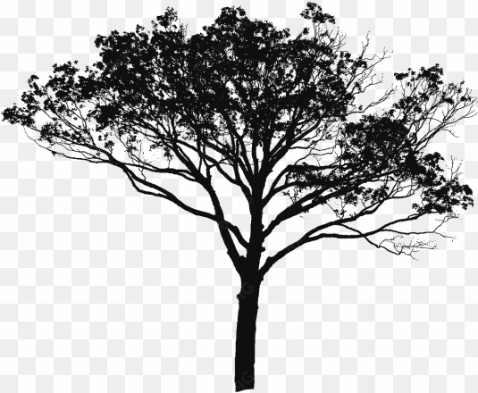 tree vector black and white, tree vector clipart, tree - sunset image of scenery