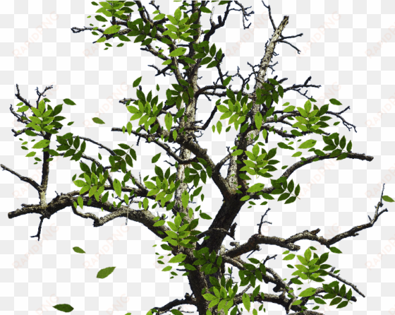 tree with green leaves isolated object png - tree with leaves png