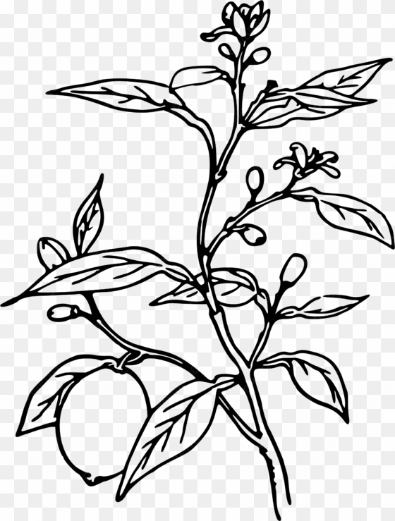 trees black and white at getdrawings com - lemon tree black and white