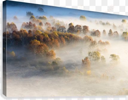 trees in the morning mist canvas print - painting