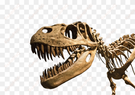trex - fly guy presents: dinosaurs (scholastic reader, level