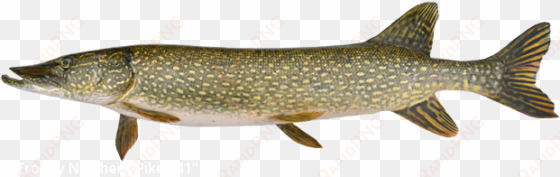 trophy northern pike is 41 inches - pike fish png
