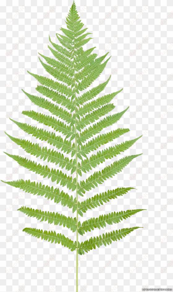 tropical ferns png - fern leaf no background