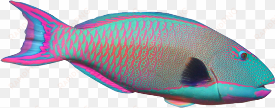 tropical fish clipart png file - parrot fish clip art