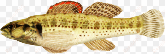 Tropical Fish Clipart Realistic Fish - Fish transparent png image