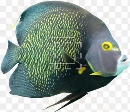 tropical fish - photoshop cut out image fish