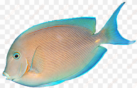 tropical fish png - tropical fish no background