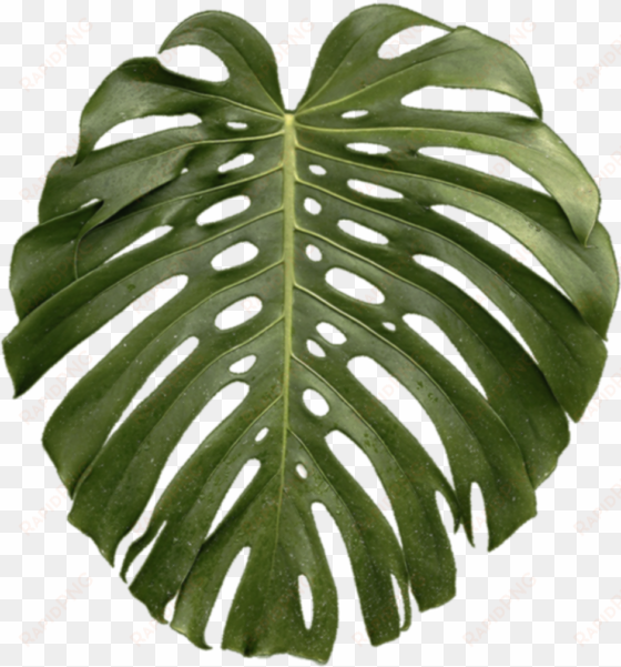 tropical plant leaf png - transparent tropical plant png