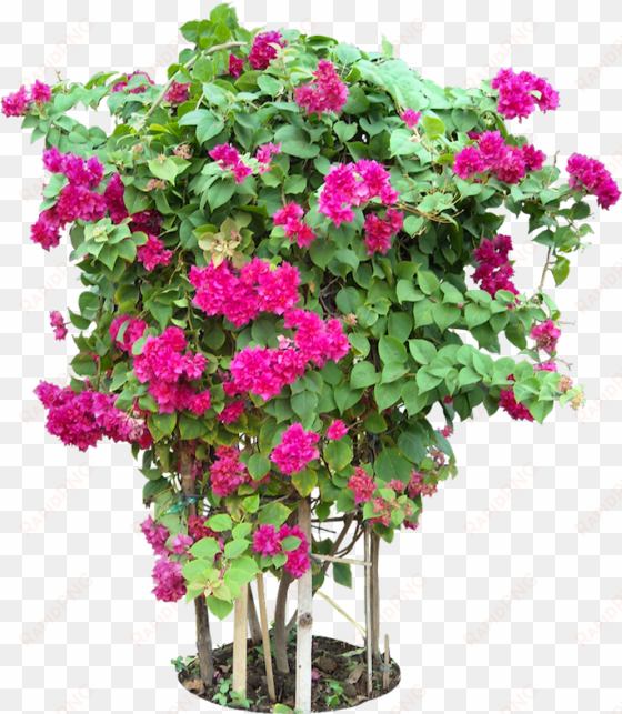 tropical plant pictures - bougainvillea plants png format