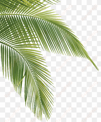 tropical transparent pine leaves - transparent palm tree leaves