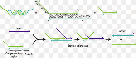 tu eindhoven dna strand displacement - strand displacement cascades