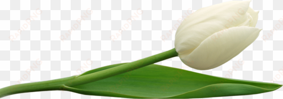 tulip png image - white tulips transparent background