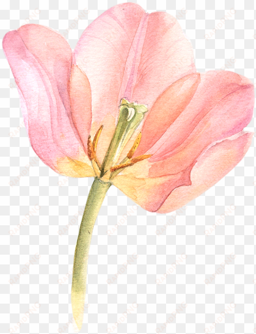 tulip transparent watercolor black and white library - watercolor flowers tulips png