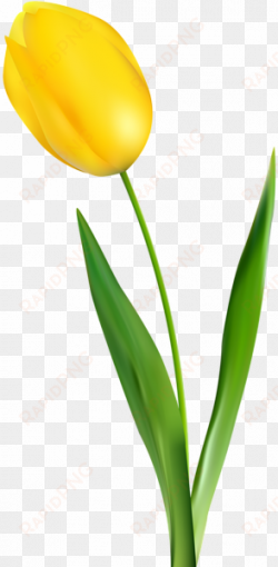 tulip transparent yellow - yellow tulip flower png