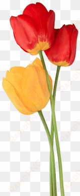 tulip trio - tulip