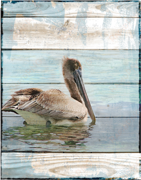 tulum pelican canvas - brown pelican