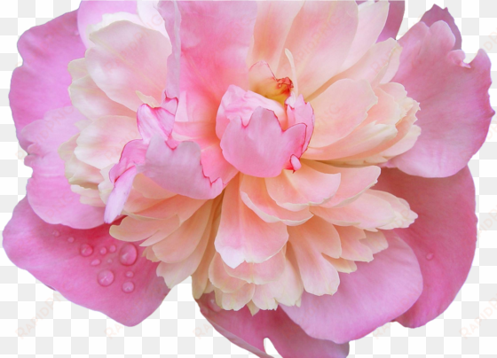 tumblr flower crown gallery flower wallpaper hd - pink peony transparent background