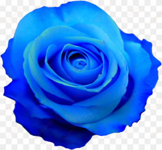 tumblr ml0g17raez1rm6jd7o1 1280 - blue roses transparent background