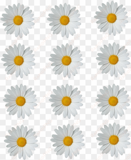 tumblr png, flowers nature, beautiful flowers, margaritas - daisy png