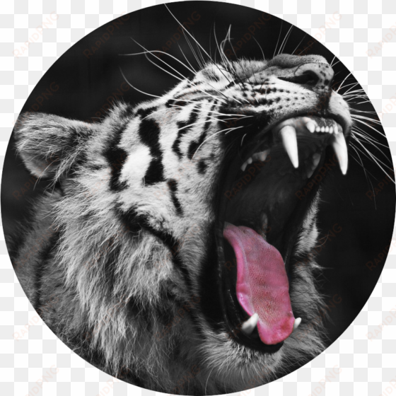 tumblr static tiger yawning red circle - tiger yawning africa wild animals poster 32x24
