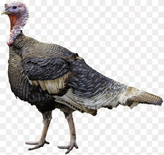 turkey bird png free download - turkey meat